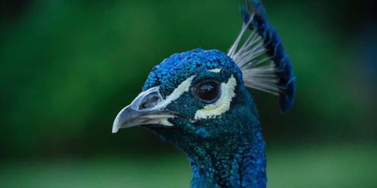 peacock, beak, head, feathers, blue, bird, ornithology, green, wild, nature, portrait, crest, detail, ornamental, asian, exotic, animal, characteristic, pose, display