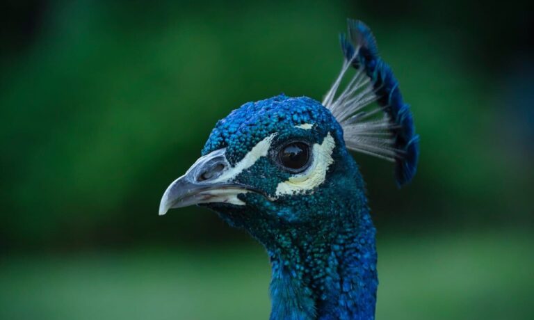 Photo by ELG21 peacock, beak, head, feathers, blue, bird, ornithology, green, wild, nature, portrait, crest, detail, ornamental, asian, exotic, animal, characteristic, pose, display