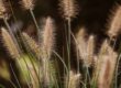 grass, sedge, summer, nature, outdoors, texture, detail, stripes, pattern, stem, agriculture, landscape, rustic, field, green, wilderness, natural, calm, gentle, dandelion