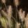 grass, sedge, summer, nature, outdoors, texture, detail, stripes, pattern, stem, agriculture, landscape, rustic, field, green, wilderness, natural, calm, gentle, dandelion