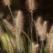 grass, sedge, summer, nature, outdoors, texture, detail, stripes, pattern, stem, agriculture, landscape, rustic, field, green, wilderness, natural, calm, gentle, dandelion