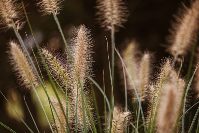 grass, sedge, summer, nature, outdoors, texture, detail, stripes, pattern, stem, agriculture, landscape, rustic, field, green, wilderness, natural, calm, gentle, dandelion