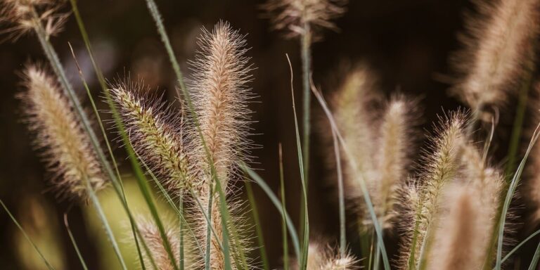 Photo by Couleur grass, sedge, summer, nature, outdoors, texture, detail, stripes, pattern, stem, agriculture, landscape, rustic, field, green, wilderness, natural, calm, gentle, dandelion