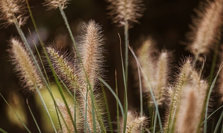 Photo by Couleur grass, sedge, summer, nature, outdoors, texture, detail, stripes, pattern, stem, agriculture, landscape, rustic, field, green, wilderness, natural, calm, gentle, dandelion