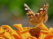 butterfly, zinnia, nature, close-up, bright orange, color, wing, flower, summer, garden, photography, beauty, details, composition, macro photography, animal, insect, pollination, environment, life cycle