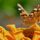 butterfly, zinnia, nature, close-up, bright orange, color, wing, flower, summer, garden, photography, beauty, details, composition, macro photography, animal, insect, pollination, environment, life cycle