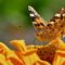 butterfly, zinnia, nature, close-up, bright orange, color, wing, flower, summer, garden, photography, beauty, details, composition, macro photography, animal, insect, pollination, environment, life cycle
