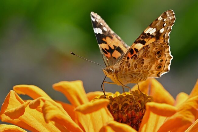 Photo by jggrz butterfly, zinnia, nature, close-up, bright orange, color, wing, flower, summer, garden, photography, beauty, details, composition, macro photography, animal, insect, pollination, environment, life cycle