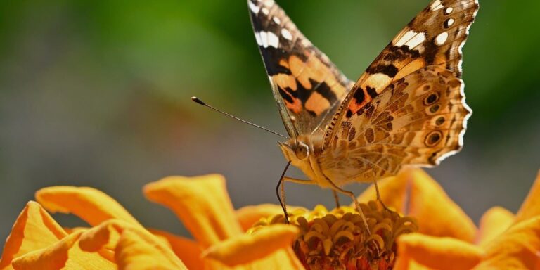 Photo by jggrz butterfly, zinnia, nature, close-up, bright orange, color, wing, flower, summer, garden, photography, beauty, details, composition, macro photography, animal, insect, pollination, environment, life cycle