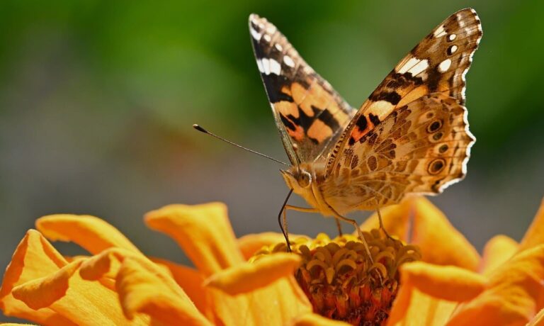 Photo by jggrz butterfly, zinnia, nature, close-up, bright orange, color, wing, flower, summer, garden, photography, beauty, details, composition, macro photography, animal, insect, pollination, environment, life cycle